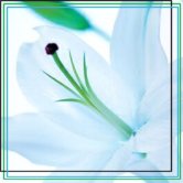 BellezzaSolenne's Avatar