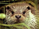RiverOtter's Avatar