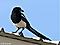 magpie's Avatar