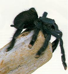 Avicularia's Avatar