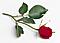 SubK