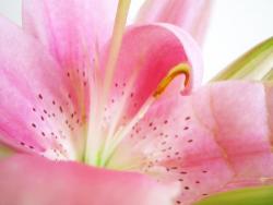 Always_Rockin's Avatar