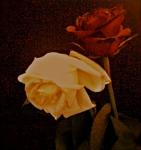 stars_and_roses's Avatar