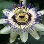 PassiveFlower's Avatar