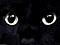 SCWyldCat